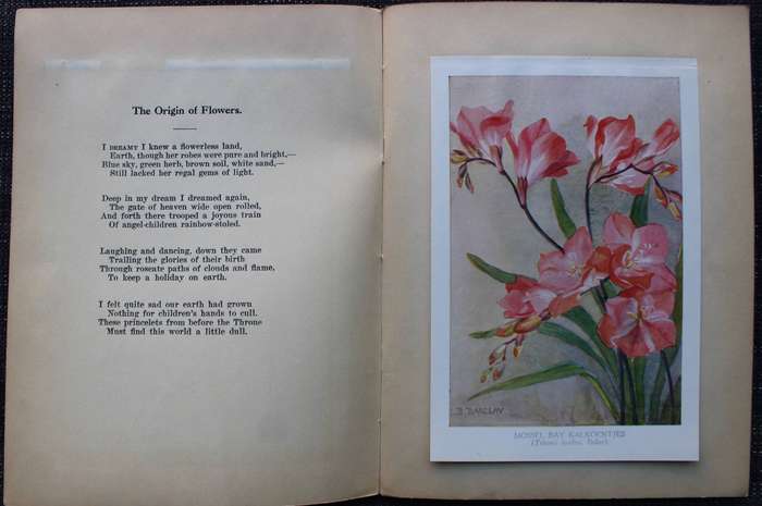 Twelve South African Flowers and Verse (Published 1925) | F. C. Kolbe, et al.