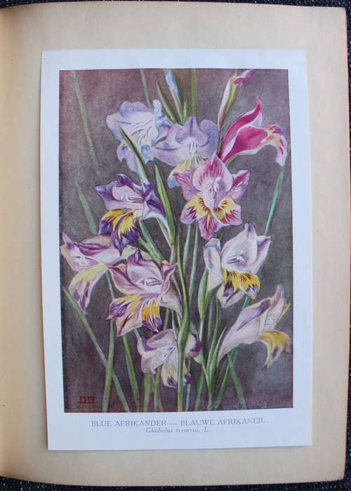 Twelve South African Flowers and Verse (Published 1925) | F. C. Kolbe, et al.