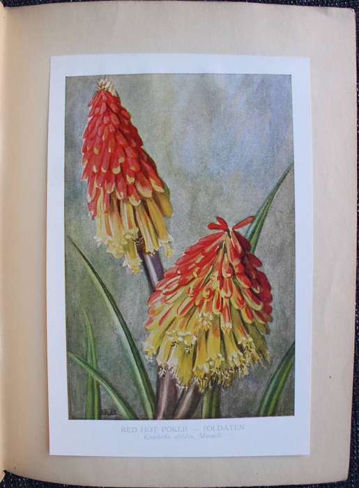 Twelve South African Flowers and Verse (Published 1925) | F. C. Kolbe, et al.