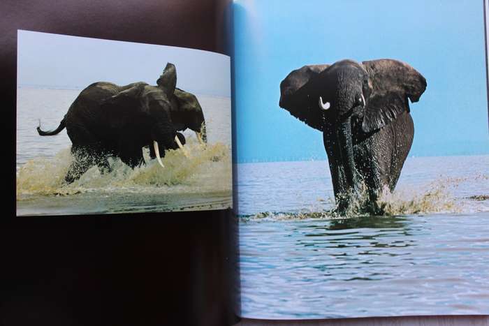 Elephants - Reinhard Kunkel