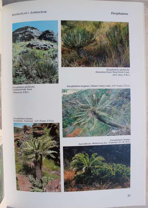 TREE ATLAS OF SOUTHERN AFRICA - BOOMATLAS VAN SUIDER AFRIKA Cycads