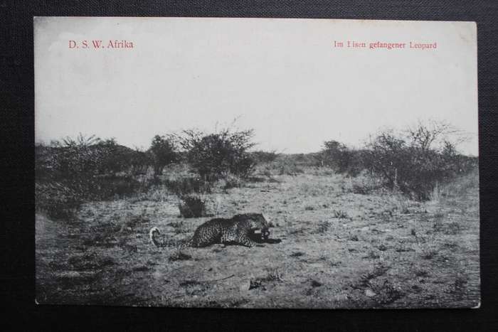 Post Card postcard DSWA Deutsch Sud-West-Africa - Im Eisen gefangener Leopard