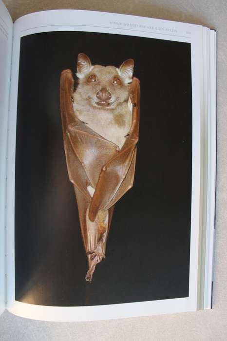 Bats of Southern and Central Africa - Taylor