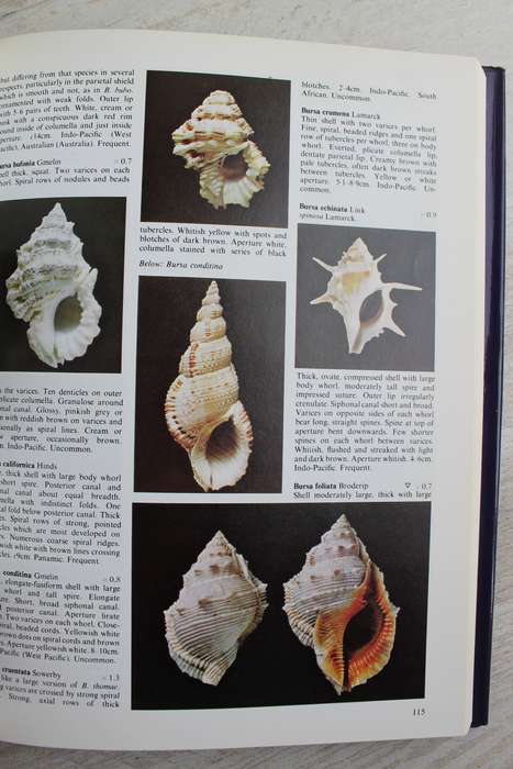The Collectors Encyclopedia of Shells / Peter Dance