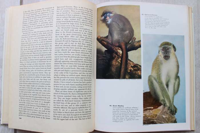 The monkey kingdom: an introduction to the primates - Sanderson