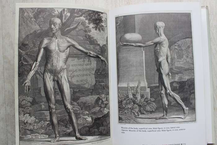 Human Anatomy: Depicting the Body from the Renaissance to Today  - Rifkin