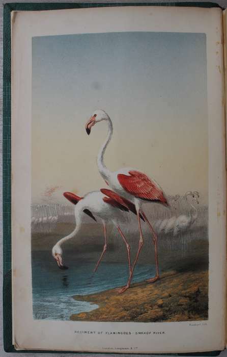 Explorations in South-West Africa -  Thomas Baines