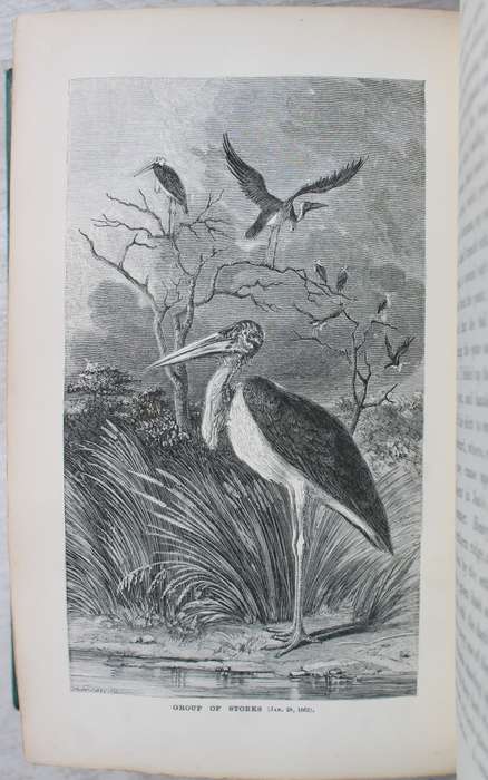 Explorations in South-West Africa -  Thomas Baines