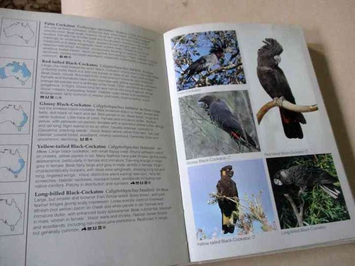 BIRDS OF AUSTRALIA - PHOTOGRAPHIC GUIDE - THE AUSTRALIAN MUSEUM - JIM FLEGG & N LONGMORE