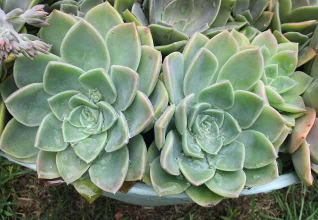 ROCK ROSES SUCCULENTS, TRAY WITH 6 PLANTS