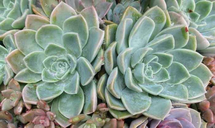 ROCK ROSES SUCCULENTS, TRAY WITH 6 PLANTS