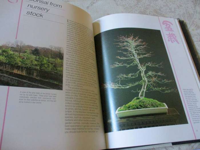 BONSAI MASTERCLASS - PETER CHAN