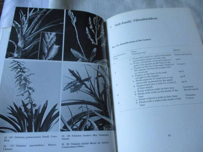 THE BROMELIAD LEXICON - WERNER RAUH
