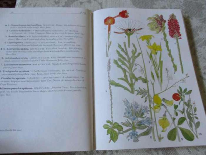 CAPE PENINSULA SOUTH AFRICAN WILD FLOWER GUIDE 3 - MARY MAYTHAM KIDD