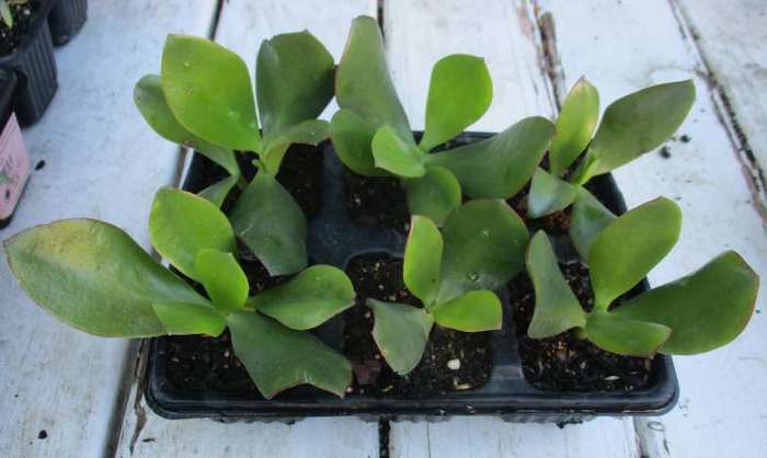 JADE  SUCCULENT , TRAY WITH 6 ROOTED SUCCULENTS