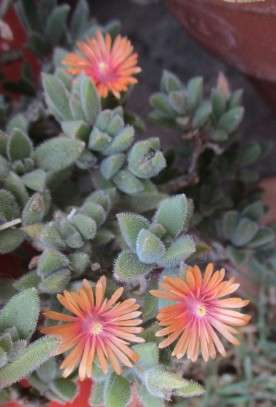 DELOSPERMA SUCCULENTS - PEACH FLOWERS - TRAY WITH SIX ROOTED PLANTS ( succulent plants )