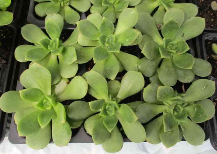 AEONIUM PINWHEEL SUCCULENTS - TRAY OF SIX