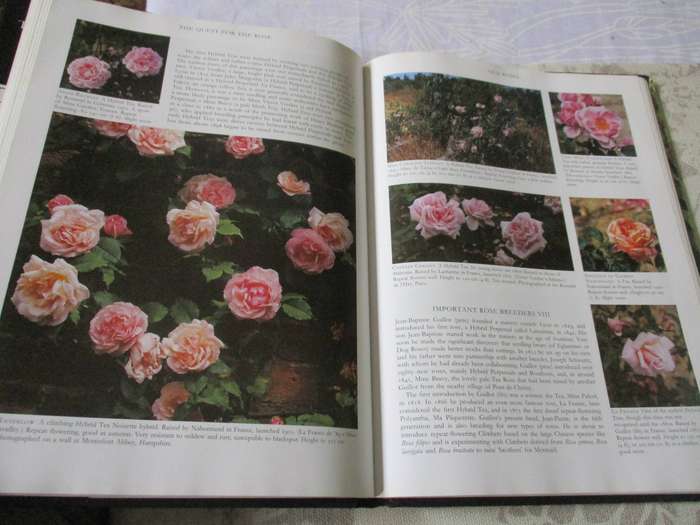THE QUEST FOR THE ROSE - THE MOST HIGHLY ILLUSTRATED, HISTORICAL GUIDE TO ROSES - ROGER PHILLIPS