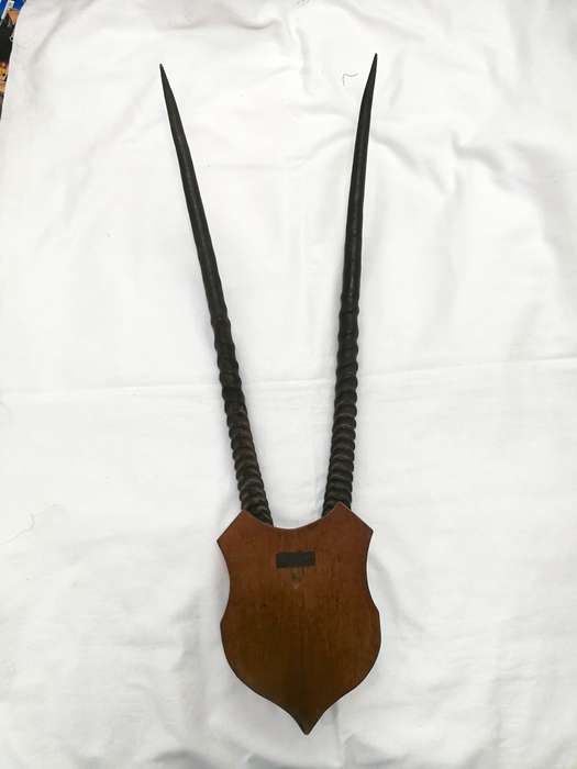 Gemsbok/ Oryx Vintage Large Horns with head plate. Stunning Piece