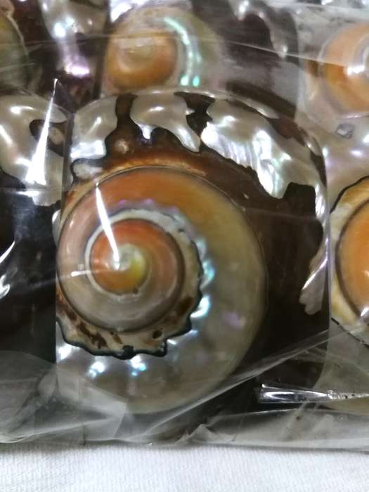 Serviette holders made from polished Turban Shells