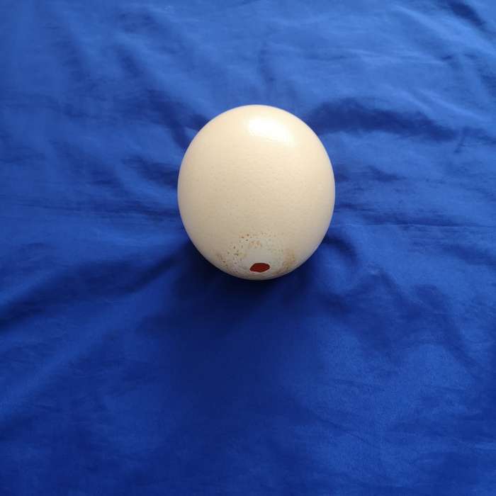 Ostrich Egg Shell- Ideal for Decoupage or Decor