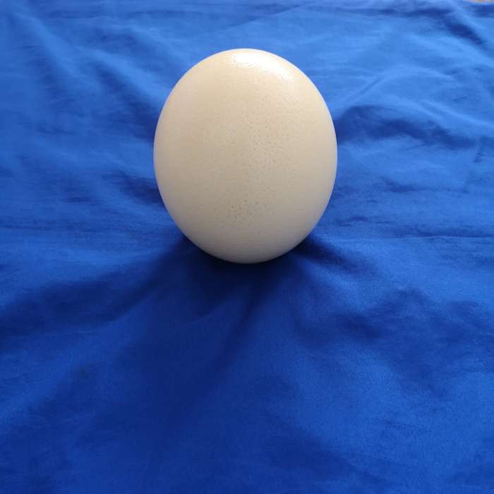 Ostrich Egg Shell- Ideal for Decoupage or Decor