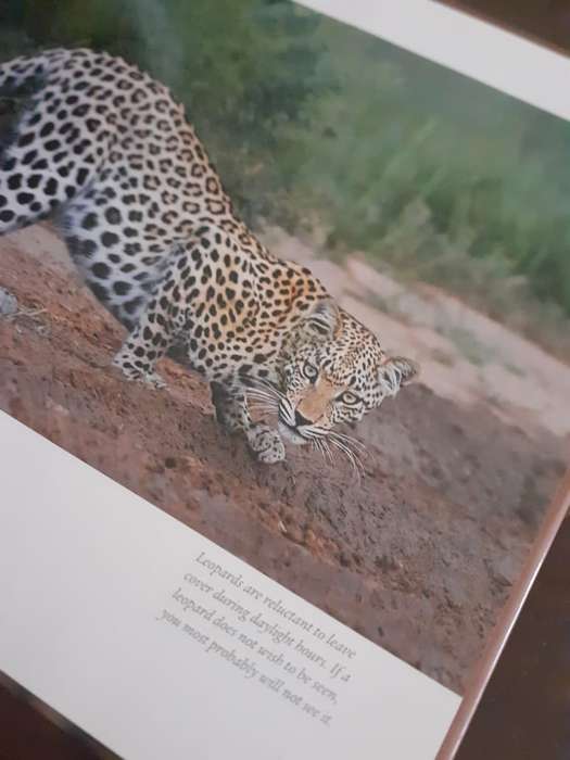 Kalahari Summer ~ Robert Grogan
