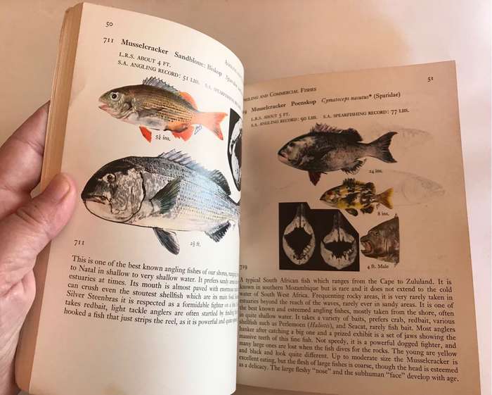 Fishes of the Tsitsikama Coastal National Park.  Prof. JLB Smith and Margaret M. Smith