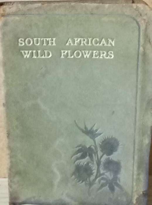 South african wild flowers