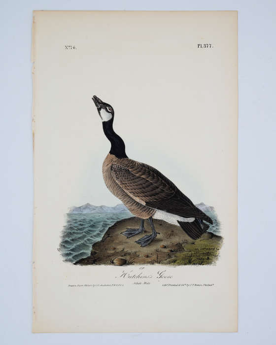 Hutchins's Goose Plate 377 by Audubon, John James