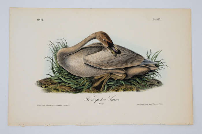 Trumpeter Swan Young Plate 383 by Audubon, John James