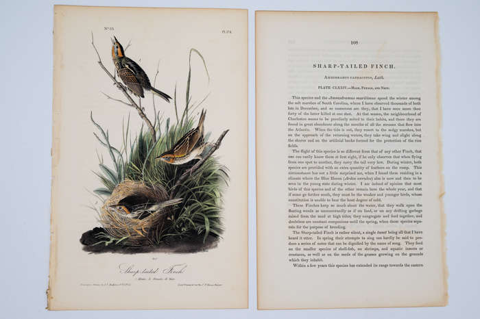 Sharp Tailed Finch Plate 174 by Audubon, John James