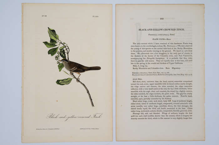 Black and Yellow Crowned Finch Plate 193 by Audubon, John James