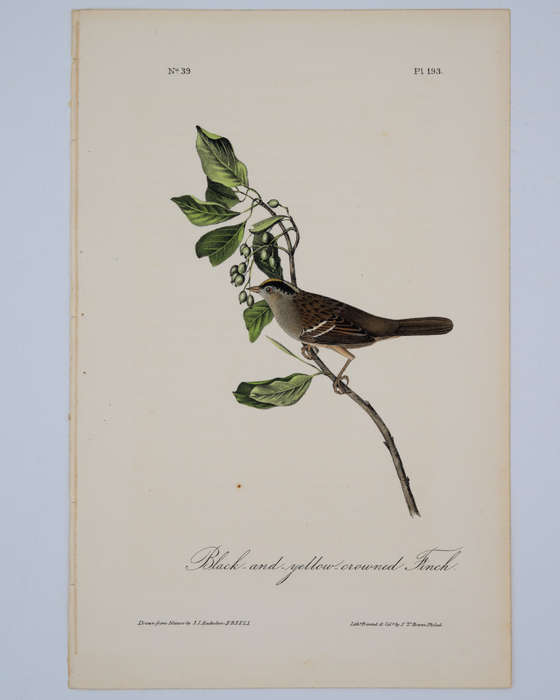 Black and Yellow Crowned Finch Plate 193 by Audubon, John James