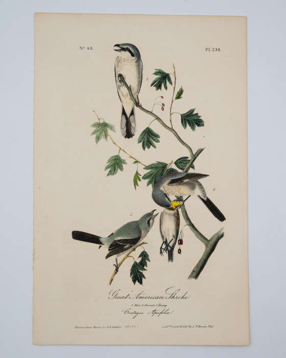 Great American Shrike Plate 236 by Audubon, John James