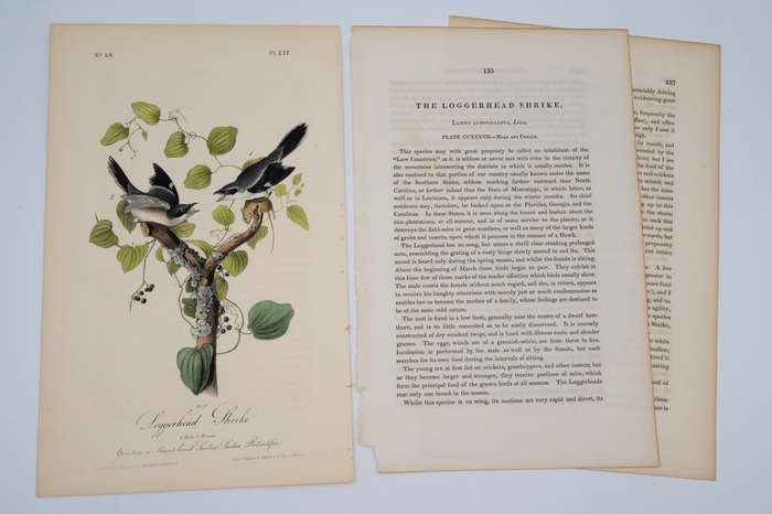 Loggerhead Shrike - Plate 237 by Audubon, John James