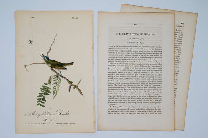 Red-Eyed Vireo or Greenlet Plate 243 by Audubon, John James