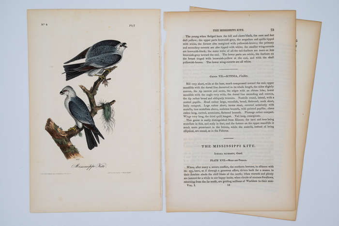 Mississippi Kite - Plate 17 by Audubon, John James