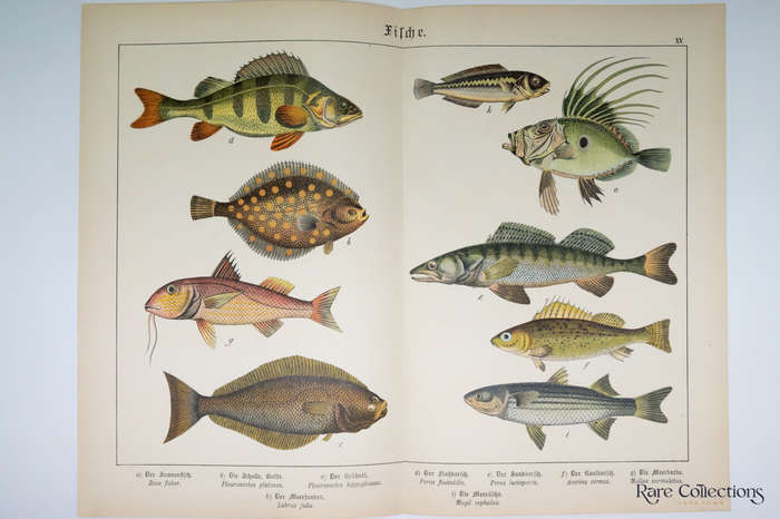 Naturgeschichte Des Tierreichs, or Natural History of the Animal Realm by Schubert, Gotthilf Heinric