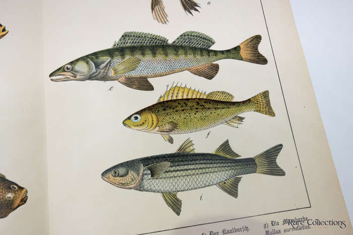 Naturgeschichte Des Tierreichs, or Natural History of the Animal Realm by Schubert, Gotthilf Heinric