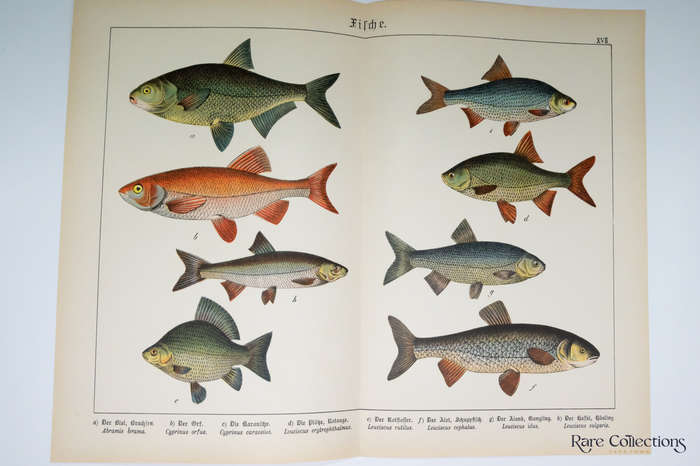 Naturgeschichte Des Tierreichs, or Natural History of the Animal Realm by Schubert, Gotthilf Heinric
