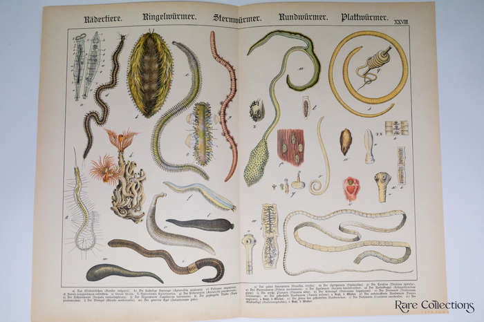 Naturgeschichte Des Tierreichs, or Natural History of the Animal Realm by Schubert, Gotthilf Heinric