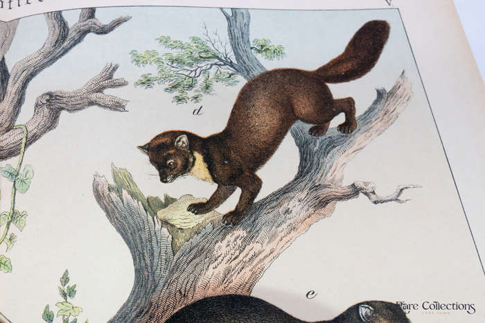 Natural History of the Animal Realm by Schubert, Gotthilf Heinrich Von