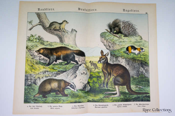 Natural History of the Animal Realm by Schubert, Gotthilf Heinrich Von (Mammals XII)