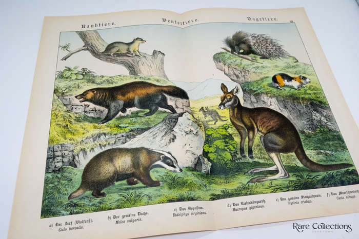 Natural History of the Animal Realm by Schubert, Gotthilf Heinrich Von (Mammals XII)