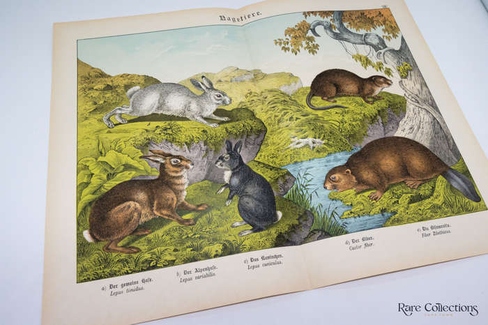 Natural History of the Animal Realm by Schubert, Gotthilf Heinrich Von (Mammals XIV)