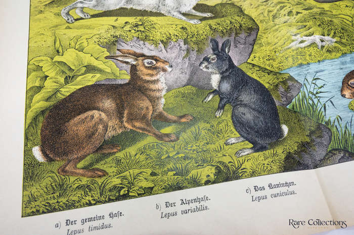 Natural History of the Animal Realm by Schubert, Gotthilf Heinrich Von (Mammals XIV)