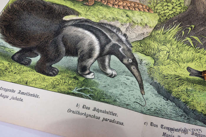 Natural History of the Animal Realm by Schubert, Gotthilf Heinrich Von (Mammals XV)