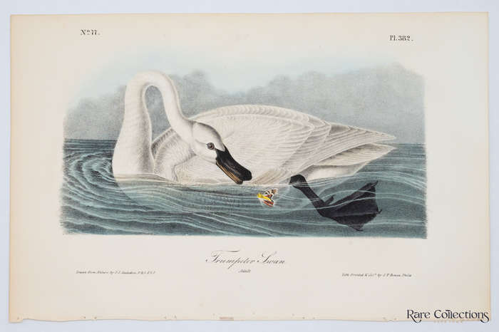 Trumpeter Swan Adult Plate 382 by Audubon, John James