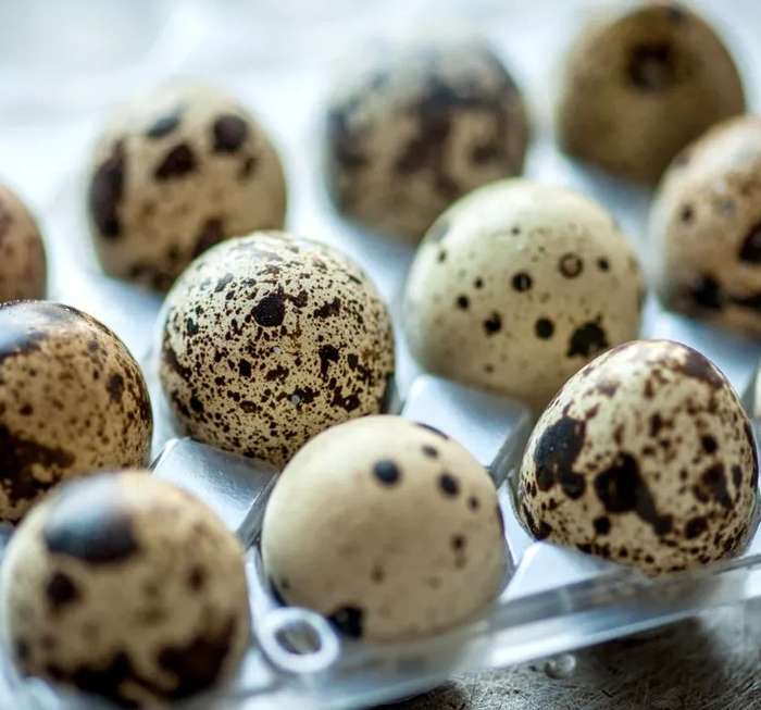 Fresh Quail Eggs eating / table